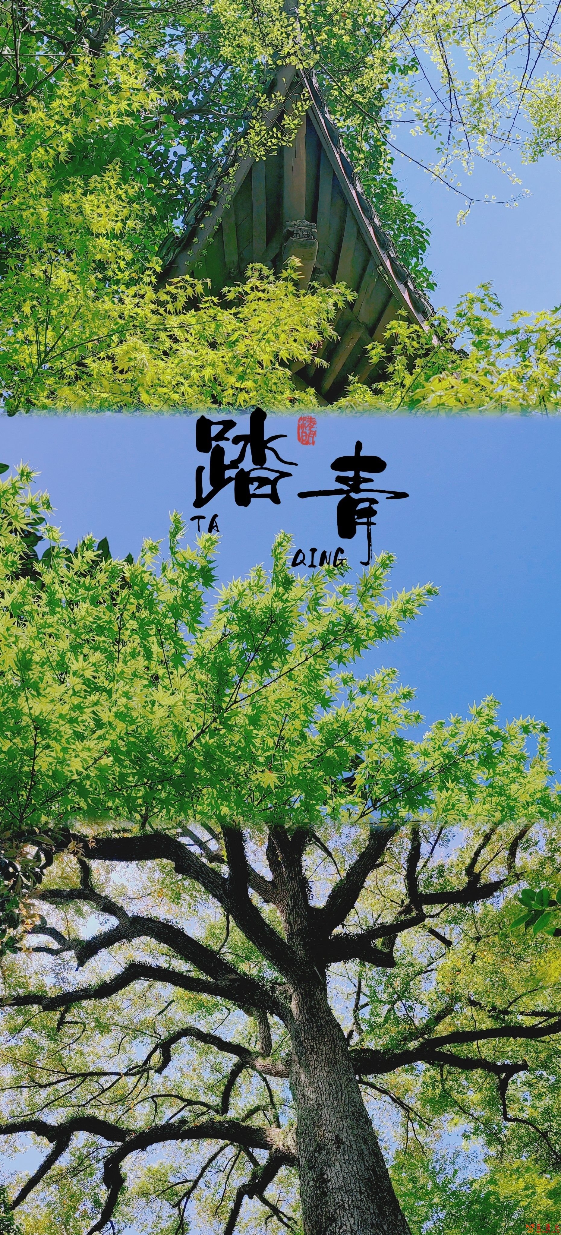 太原：六大主题旅游线路“解锁”最美春光