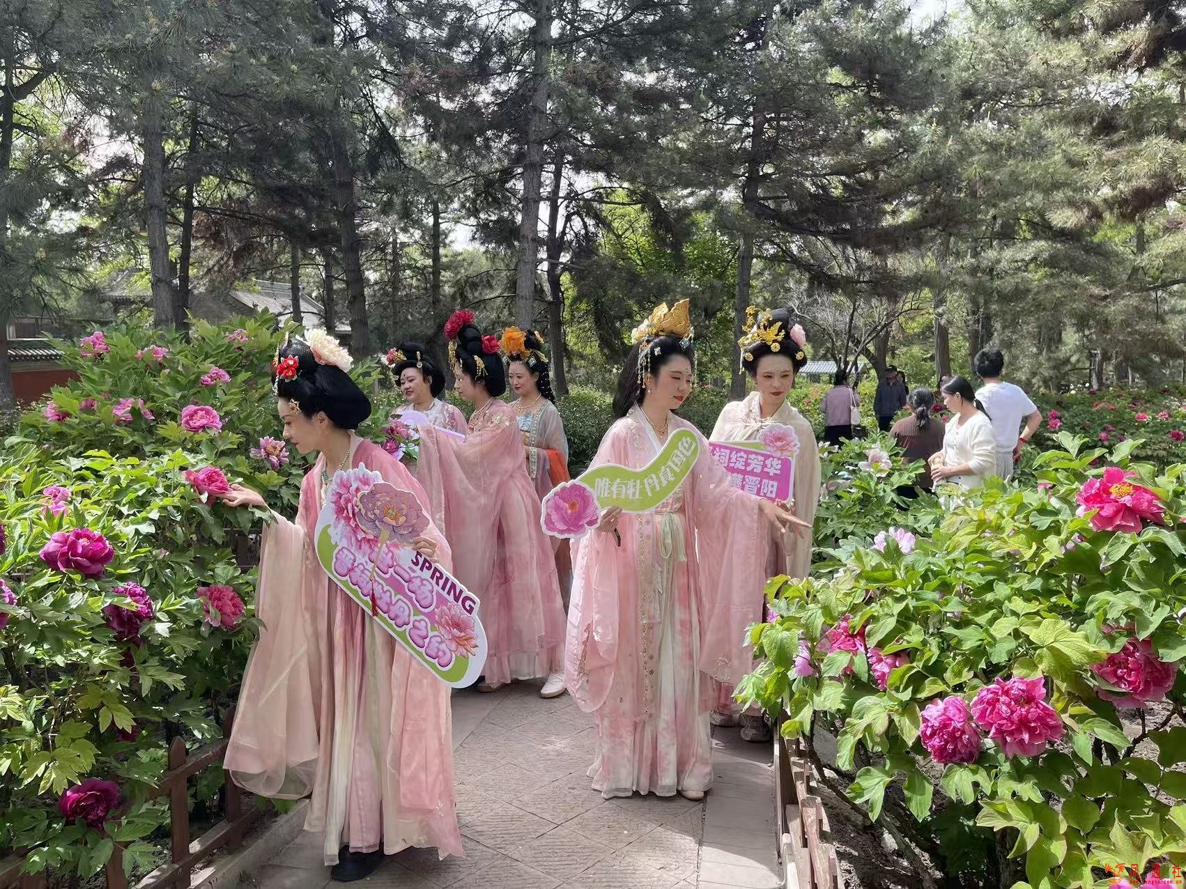 “晋祠绽芳华•锦绣满晋阳”2026年牡丹文化宣教活动启幕